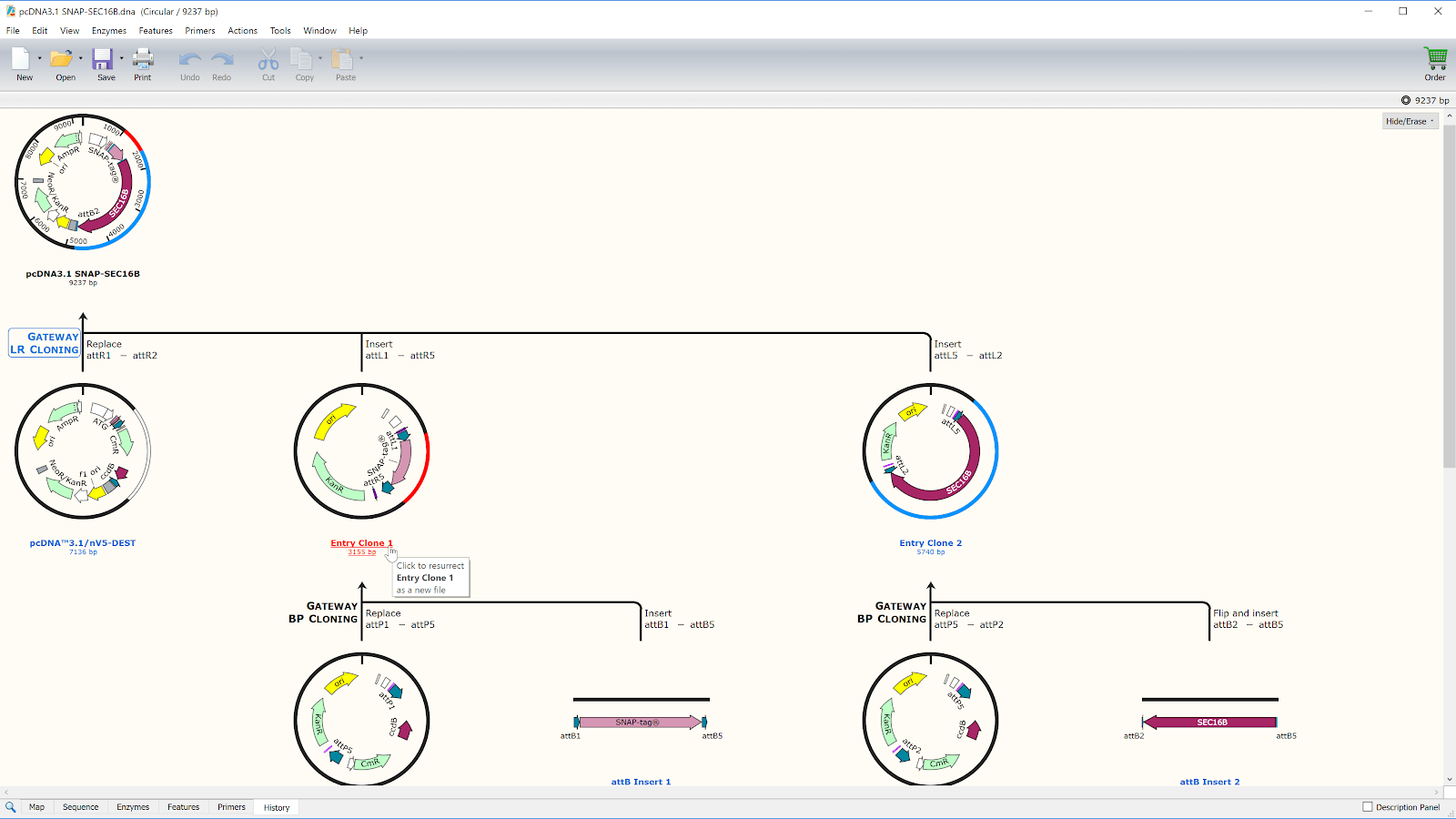 snapgene viewer alignment snapgene viewer alignment